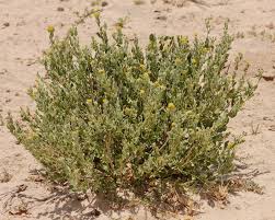 Image result for Cephalocroton mollis