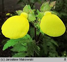 Image result for Calceolaria tripartita
