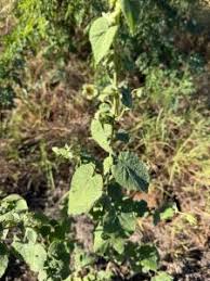 Image result for Abutilon guineense