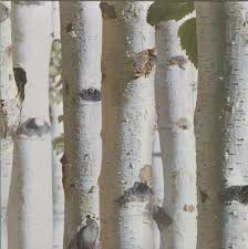 Birch Tree Bark And Stone Coupon Electronics Cars Fashion Collectibles Coupons And More Ebay Birch Tree Wallpaper Tree Bark Wallpaper Silver Birch Wallpaper