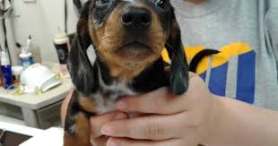 Black And Tan Coonhound Puppies For Sale In Ohio Litter Of 4 Dachshund Puppies For Sale In Wooster Oh Adn 43915 On Puppyfinder Com Gender Male Puppies For Sale Dachshund Puppies For Sale Dachshund Puppies