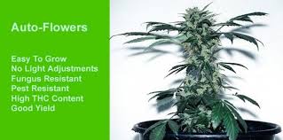 We did not find results for: Northern Lights Auto On Steroids