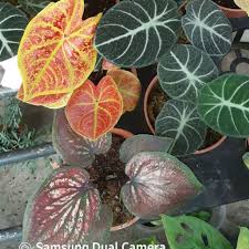 Pokok keladi agak kecik but sokay hopefully kuar daun baru nanti. Keladi Hiasan Caladium Alocasia Indoor Plant Pokok Hidup Shopee Malaysia