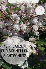 Schnell Wachsende Pflanzen Als Sichtschutz Wachsenden Pflanzen Pflanzen Schnell Wachsende Pflanzen