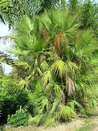 Image result for Acoelorrhaphe wrightii