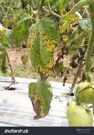 Image result for tomato seedling xanthomonas vesicatoria