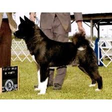 Jan 04 2021 special markings: Mitsuko Akitas Akita Breeder In Fayetteville Ohio