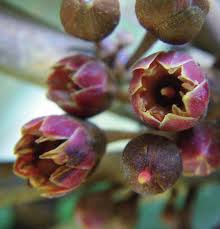 Image result for Englerophytum natalense