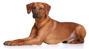 Image result for rhodéský ridgeback