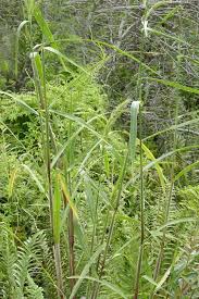 Image result for Echinochloa