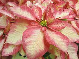 Pink Poinsettia Plant In Guadalajara Jalisco Mexico Poinsettia Plant Poinsettia Christmas Flowers
