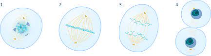 The animal cell cycle phases are out of order. The Cell Cycle Its Phases And Checkpoints An Overview Phi