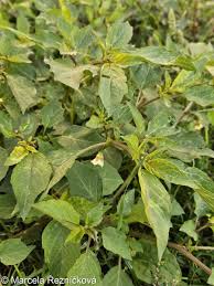 Image result for Physalis angulata