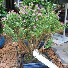Image result for Cuphea hyssopifolia