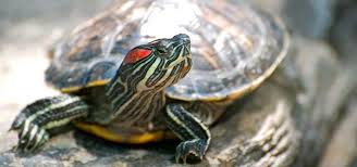 In this post, we'll cover all these factors and explain their correlation with the red eared slider maximum growth size. Red Eared Slider Care Tropical Fish Hobbyist Magazine