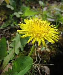 Dandelion Benefits And Side Effects Taraxacum Officinale Medicinal Plants Dandelion Benefits