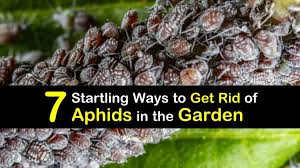 How to prevent aphids in vegetable garden. 7 Startling Ways To Get Rid Of Aphids In The Garden