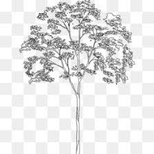 Maybe you would like to learn more about one of these? Tree Plan Png And Tree Plan Transparent Clipart Free Download Cleanpng Kisspng