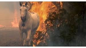 No quedaron pastos, ni alambrado. Argentina En Llamas Los Incendios Afectan A 14 Provincias Bae Negocios