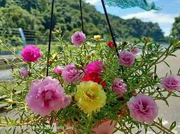 Bunga krokot yg jenis daun runcing lebih tahan banting dibanding bunga daun lebar,, tetapi bunga daun lebar bnyak jenis. Cara Membuat Moss Rose Alias Krokot Agar Rajin Berbunga Dan Tetap Sehat Tanpa Perlu Re Plant Ilmukebun Com