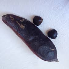 A large open tree with character. Kentucky Coffeetree Dusk Backyard And Beyond