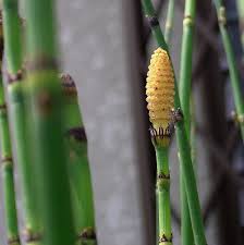Check spelling or type a new query. Equisetum Hyemale Wikipedia