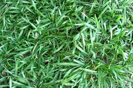 Image result for Axonopus