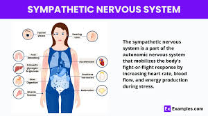 Image result for Sympathetic Nervous System