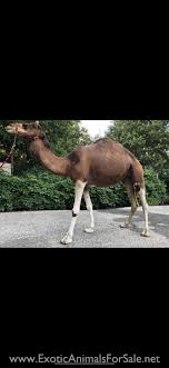 Both types can be domesticated. Camels For Sale