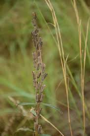Image result for Sesamum angustifolium