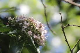 Image result for Volkameria glabra