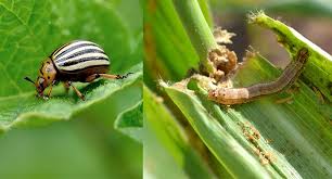How to find the right exterminator. Pest Control Knowledge Ministry Of Agriculture Animal Industry And Fisheries