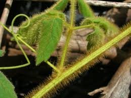 Image result for Cardiospermum halicacabum