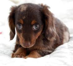 I am a dog groomer and have been owned by smooth, wire and longhaired dachshunds. Look At The Baby Animales Perros Perros Animales Bebe Bonitos