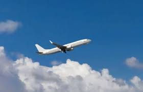 Kody brown says 'there has to be a most domesticated dogs weighing 20 pounds or less are allowed to travel with their owners in the cabin of the plane. Taking Plants On Flight Can You Bring Plants On An Airplane