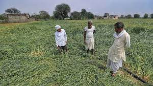 Unseasonal Rains Damage : Crop Losses in Maharashtra and Gujarat – Weather  News