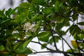 Image result for Gardenia resinifera