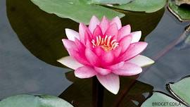 A Guided Rest for Your Nervous System