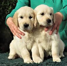 This article will show you everything you'll need for your new golden retriever puppy, which is a mix of what to expect with a golden retriever puppy. 2 Adorable Golden Retriever Puppies For Free Adoption Arborfield Berkshire Nomtimes Uk