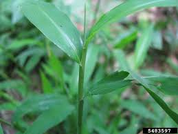 Image result for Microstegium