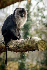 Lion Tailed Macaque Most Endangered Animals Animals Animals Wild