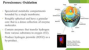 Maybe you would like to learn more about one of these? Lecture 2 Cell Biology Eukaryotic Cell Structure Structure And Function Of Cell Organelles Prepared By Mayssa Ghannoum Ppt Download
