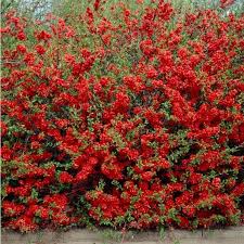 Image result for Chaenomeles