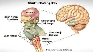 Batang Otak Brainstem Pengertian Fungsi Struktur Beserta Bagian Bagiannya Teks Co Id