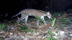 Unexplained and mysterious creatures spotted in real life. Watch Rare Creatures Caught On Camera The New Yorker