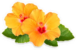 They have glossy green leaves, and these beauties have been in cultivation for centuries, as one of the most colorful flowering shrubs you can find! Orange Hibiscus Flower Duo Sticker