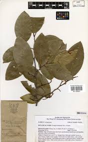 Image result for Irvingiaceae