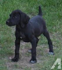 Black And White Pointer Dog Akc Solid Black Liver White German Shorthaired Pointer Pups German Shorthaired Pointer Black German Shorthaired Pointer German Shorthaired Pointer Dog