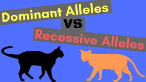 Dominant Alleles Vs Recessive Alleles Understanding Inheritance Youtube