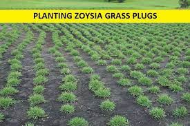 It originated in japan and has been in the united states since the late 1800s. Zoysia Grass How To Grow In A Few Easy Steps 2021 E Agrovision